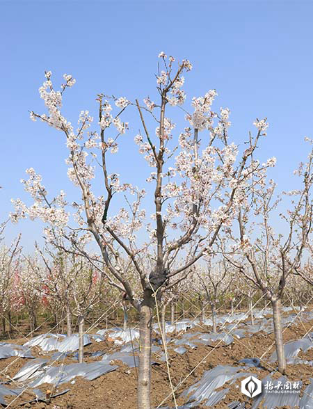 北美海棠,椴樹(shù),絢麗海棠,原冠元寶楓,原冠櫸樹(shù),叢生元寶楓 