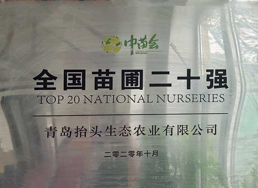 北美海棠,椴樹(shù),絢麗海棠,原冠元寶楓,原冠櫸樹(shù),叢生元寶楓 